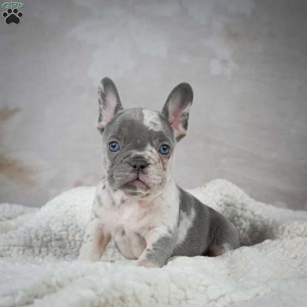 celine, French Bulldog Puppy